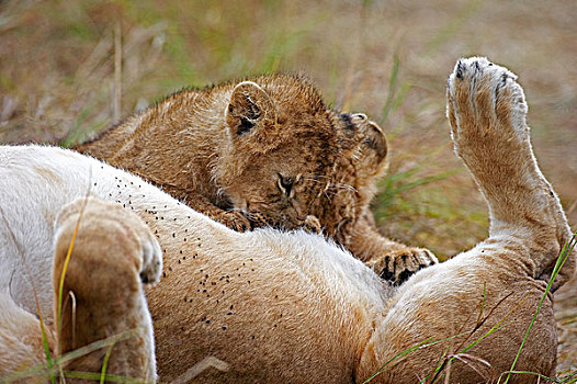 非洲狮,狮子,女性,幼兽,吸吮,马赛马拉,公园,肯尼亚