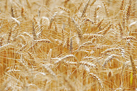 成熟,小麦,地点