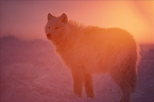北极狼,狼,剪影,日落,艾利斯摩尔岛,加拿大