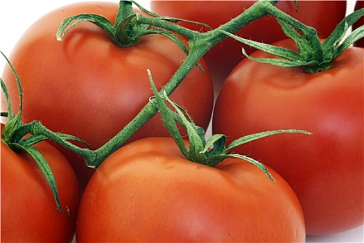 新鲜,西红柿,白色背景,背景