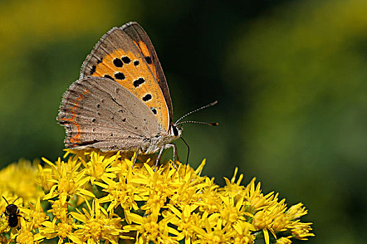 红灰蝶,蝴蝶,秋麒麟草属植物,上艾瑟尔省,荷兰