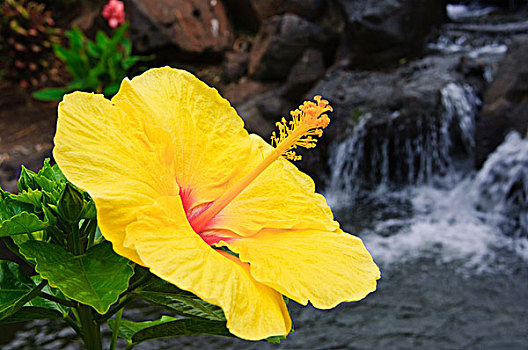 夏威夷大岛,夏威夷,木槿,花