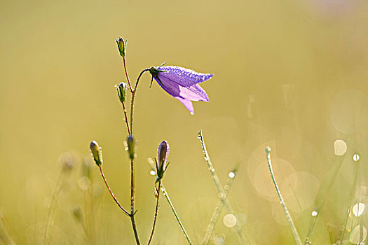 风铃草,花,盛开