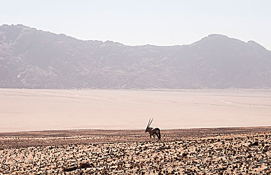 卡奥科兰,北方,纳米布沙漠,纳米比亚,野生,长角羚羊,南非大羚羊,放牧,沙丘