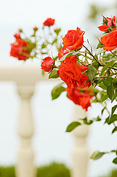 红玫瑰,花,石头,栅栏,背景