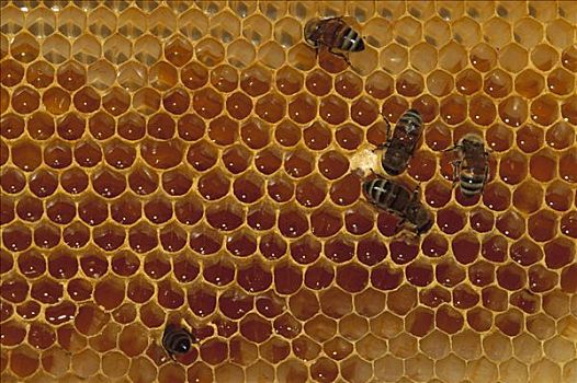 蜜蜂,意大利蜂,蜂窝,北美
