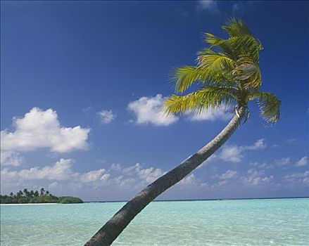 海景,热带,岛屿,棕榈树