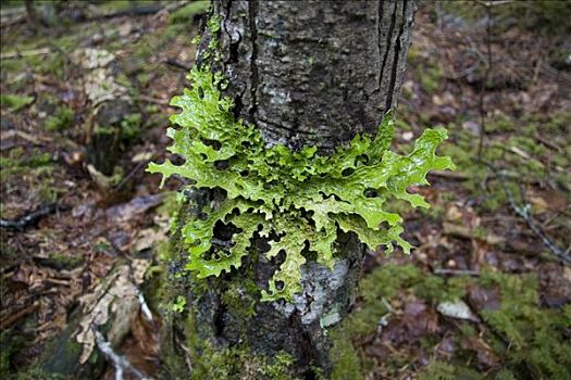 日兜藓,苔藓,共生现象,北方生物带,雨林,阿拉斯加,美国