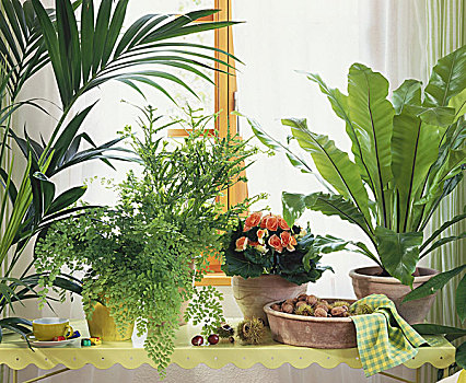绿色植物,窗户,蕨类,秋海棠