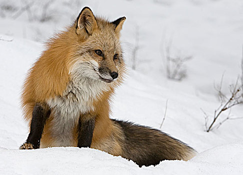 红狐,狐属,雪中,蒙大拿