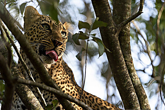 豹,树,马赛马拉国家保护区,肯尼亚,非洲