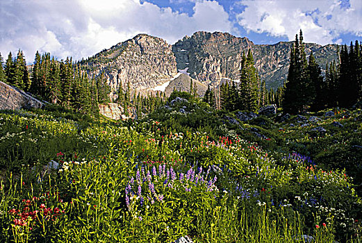 风景,城堡山,顶峰,山脉,野花,高草