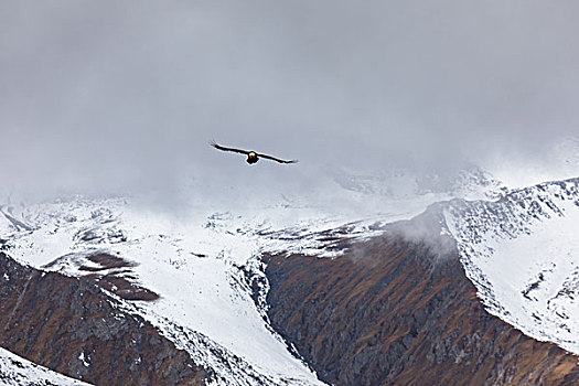 飞翔在青藏高原群山之间