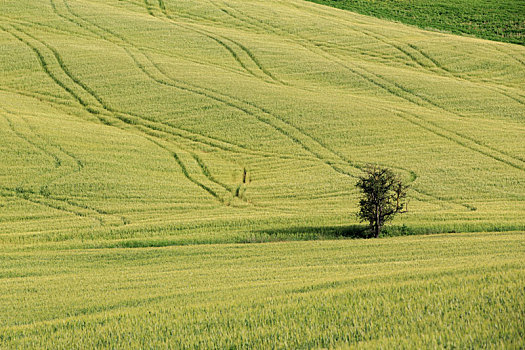 意大利托斯卡纳田园自然风景和草原上的一棵树