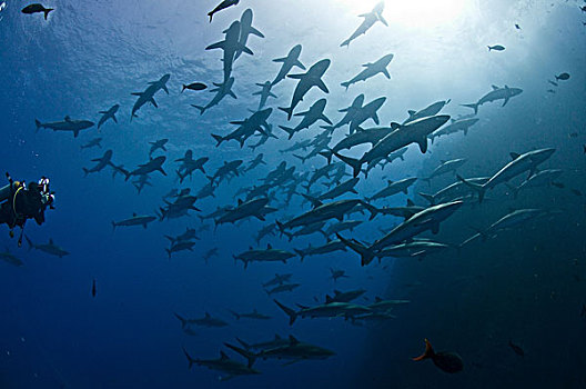 潜水,接近,大,鱼群,丝绸,鲨鱼,长鳍真鲨,墨西哥