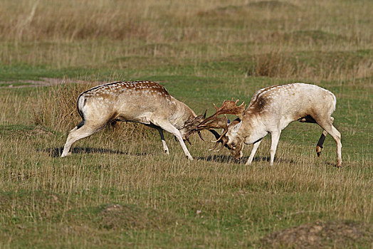 扁角鹿,两个,公鹿,争斗,发情期,莱斯特,英格兰,英国,欧洲