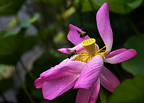 蜂舞风荷