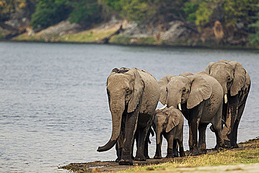 非洲象,饲养,牧群,走,堤岸,乔贝,河,乔贝国家公园,博茨瓦纳,非洲