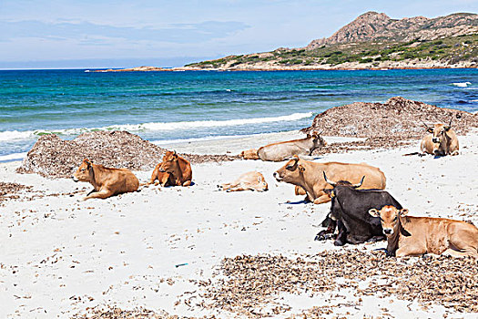 母牛,海滩,科西嘉岛,法国