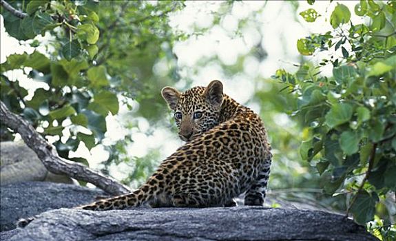 南非,禁猎区,豹,幼兽