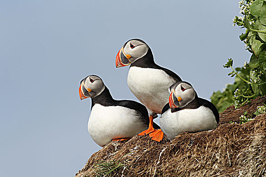 角嘴海雀,鸟岛,挪威,欧洲