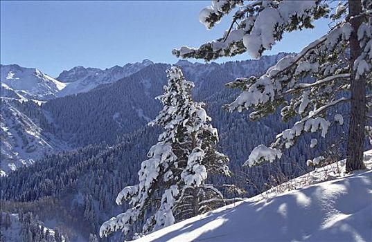 雪,山峦,阿拉木图,区域,哈萨克斯坦