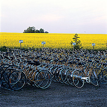 自行车停放,旁侧,茂密,土地
