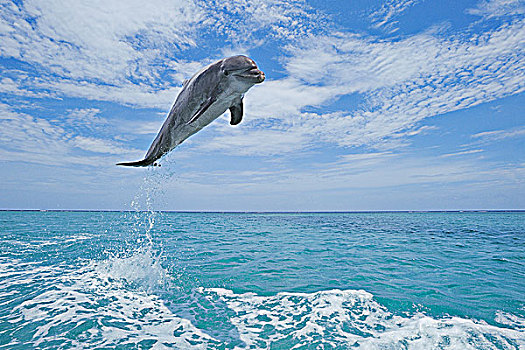 普通,宽吻海豚,跳跃,空中,加勒比海,海湾群岛,洪都拉斯