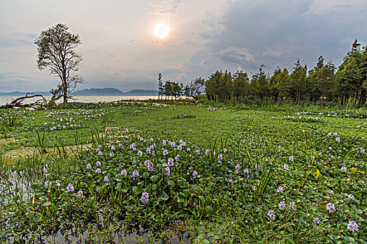 湿地