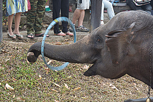 泰国,大象,露营,旅游