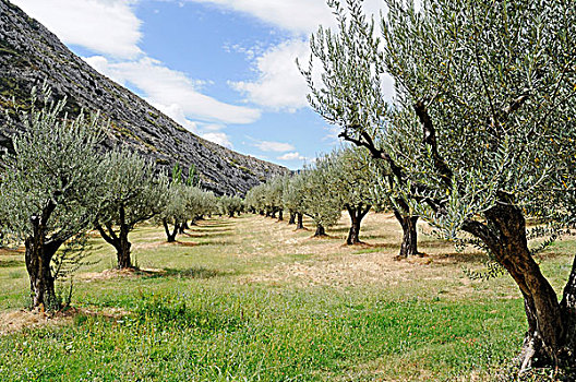 橄榄树,乡村,比利牛斯山脉,胡斯卡省,阿拉贡,西班牙