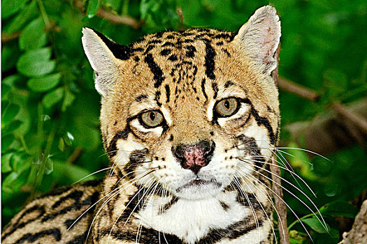 豹猫,虎猫,潘塔纳尔湿地,西南部,巴西,南美
