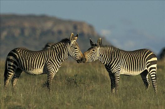 山,斑马,交际,互动,斑马山国家公园,南非