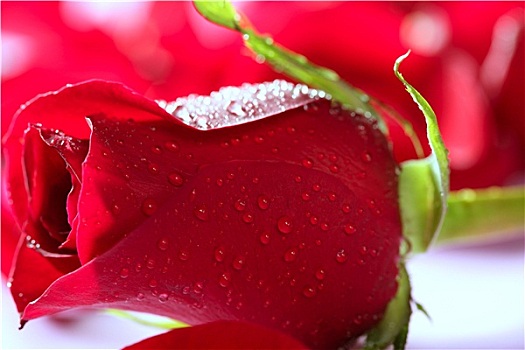 红玫瑰,微距,小水滴