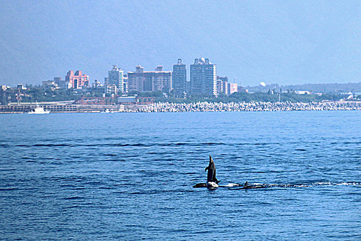 出海观海豚