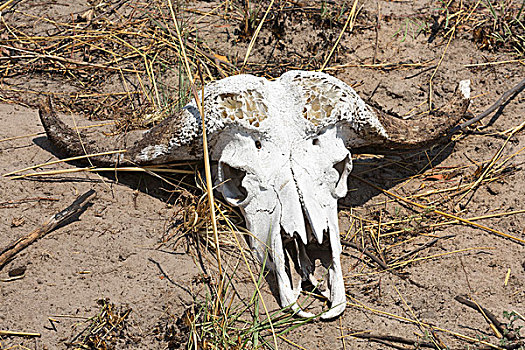 头骨,水牛,国家公园,纳米比亚