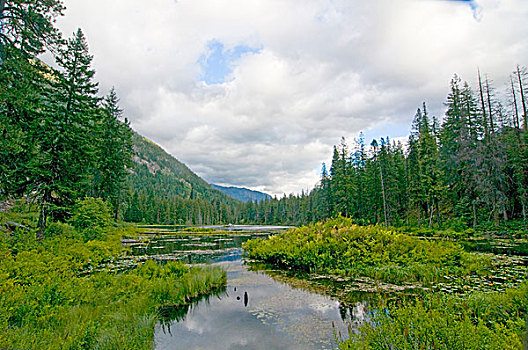 美国,华盛顿,北瀑布国家公园,景色,湿地,山谷,风景