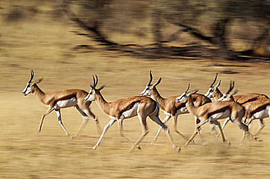 跳羚,牧群,跑,干燥,河床,卡拉哈里沙漠,卡拉哈迪大羚羊国家公园,南非,非洲