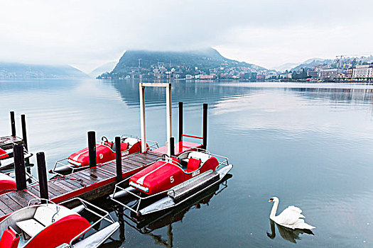 天鹅,正面,停泊,踏板船,湖,卢加诺,蒙特卡罗,提契诺河,瑞士,阿尔卑斯山