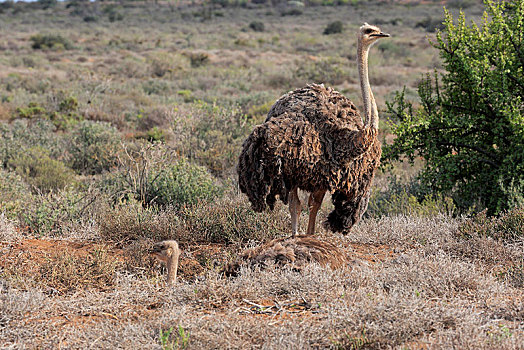 南非,鸵鸟,鸵鸟属,骆驼,两个,雌性,饲养,巢穴,小,西海角,非洲