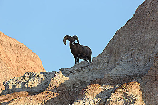 大角羊,荒地国家公园,南达科他,美国