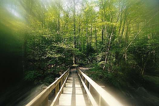 木桥,树林,大烟山国家公园,田纳西,美国