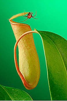 猪笼草,蜘蛛