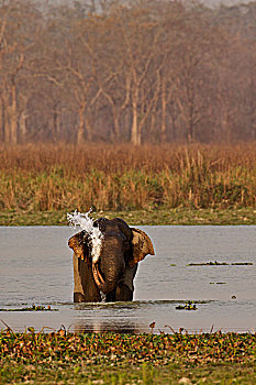 亚洲,亚洲象,象属,水坑,草地,卡齐兰加国家公园,阿萨姆邦,印度