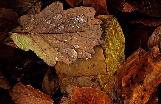 雨滴,秋天,叶子,橡树,山毛榉