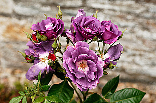 紫花,玫瑰,粉色