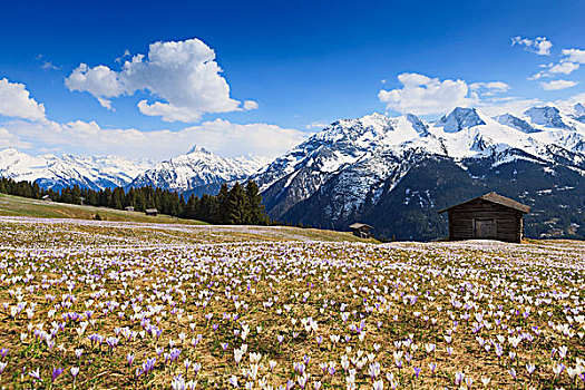 藏红花,草地,山,提洛尔,奥地利,欧洲