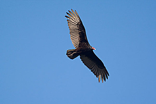 美洲鹫,飞行,靠近,大,加利福尼亚