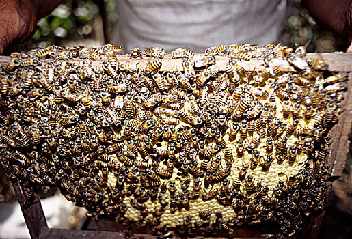 蜜蜂,养蜂,收入,孟加拉