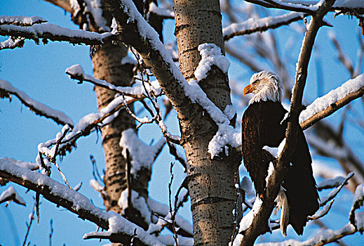 美国,阿拉斯加契凯特白头鹰保护区,白头鹰